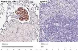 Anti-NPR-C antibody [HL2200] used in IHC (Paraffin sections) (IHC-P). GTX638204