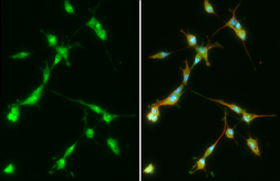 Anti-PFKFB4 antibody [HL2204] used in Immunocytochemistry/ Immunofluorescence (ICC/IF). GTX638208