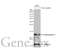 Anti-Cytochrome C antibody [HL2205] used in Western Blot (WB). GTX638209