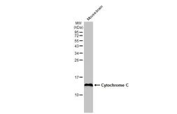 Anti-Cytochrome C antibody [HL2205] used in Western Blot (WB). GTX638209