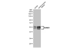 Anti-RUNX1 antibody [HL2211] used in Western Blot (WB). GTX638215