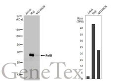 Anti-RelB antibody [HL2222] used in Western Blot (WB). GTX638267