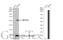 Anti-TMPRSS2 antibody [HL2229] used in Western Blot (WB). GTX638274