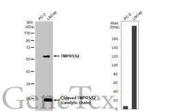Anti-TMPRSS2 antibody [HL2229] used in Western Blot (WB). GTX638274