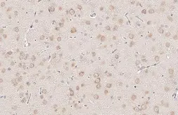 Anti-YTHDF3 antibody [HL2235] used in IHC (Paraffin sections) (IHC-P). GTX638280
