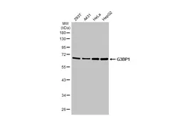 Anti-G3BP1 antibody [HL2254] used in Western Blot (WB). GTX638303