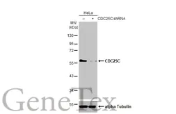 Anti-CDC25C antibody [HL2255] used in Western Blot (WB). GTX638307