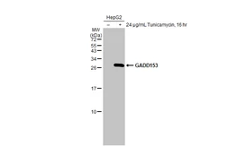 Anti-GADD153 antibody [HL2262] used in Western Blot (WB). GTX638314