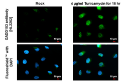 Anti-GADD153 antibody [HL2262] used in Immunocytochemistry/ Immunofluorescence (ICC/IF). GTX638314