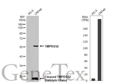 Anti-TMPRSS2 antibody [HL2279] used in Western Blot (WB). GTX638332