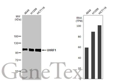 Anti-UHRF1 antibody [HL2287] used in Western Blot (WB). GTX638342