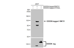 Anti-RNF31 antibody [HL2295] used in Western Blot (WB). GTX638350