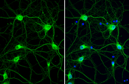 Anti-Cathepsin S antibody [HL2302] used in Immunocytochemistry/ Immunofluorescence (ICC/IF). GTX638369