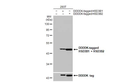 Anti-HSD3B1 + HSD3B2 antibody [HL2307] used in Western Blot (WB). GTX638470