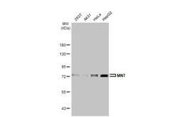 Anti-MNT antibody [HL2309] used in Western Blot (WB). GTX638472