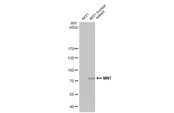 Anti-MNT antibody [HL2309] used in Western Blot (WB). GTX638472
