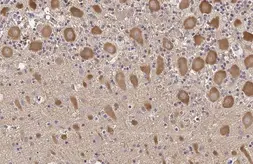 Anti-TLR3 antibody [HL2314] used in IHC (Paraffin sections) (IHC-P). GTX638477