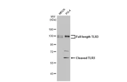 Anti-TLR3 antibody [HL2314] used in Western Blot (WB). GTX638477