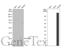 Anti-FGL1 antibody [HL2317] used in Western Blot (WB). GTX638480