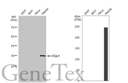Anti-FGL1 antibody [HL2317] used in Western Blot (WB). GTX638480