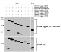 Anti-pan Cytokeratin antibody [HL2321] used in Western Blot (WB). GTX638484