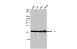 Anti-RPL32 antibody [HL2329] used in Western Blot (WB). GTX638492