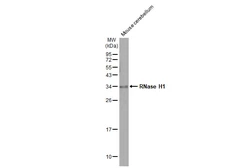 Anti-RNase H1 antibody [HL2343] used in Western Blot (WB). GTX638546
