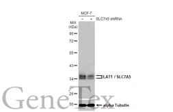 Anti-LAT1 / SLC7A5 antibody [HL2353] used in Western Blot (WB). GTX638556