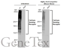 Anti-Calcium Sensing Receptor antibody [HL2357] used in Western Blot (WB). GTX638563