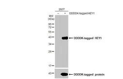 Anti-HEY1 antibody [HL2367] used in Western Blot (WB). GTX638573