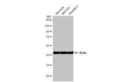 Anti-Actin antibody [HL2372] used in Western Blot (WB). GTX638580