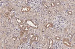 Anti-SNX5 antibody [HL2375] used in IHC (Paraffin sections) (IHC-P). GTX638583