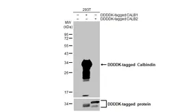Anti-Calbindin antibody [HL2378] used in Western Blot (WB). GTX638586