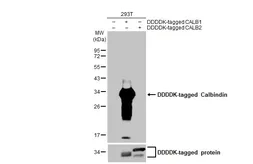 Anti-Calbindin antibody [HL2379] used in Western Blot (WB). GTX638587