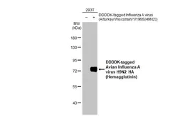 Anti-Avian Influenza A virus H9N2 HA (Hemagglutinin) antibody [HL2408] used in Western Blot (WB). GTX638625