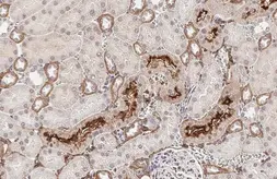 Anti-Collagen I + Collagen II + Collagen III antibody [HL2048 + HL1907] used in IHC (Paraffin sections) (IHC-P). GTX638633