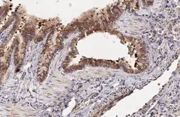 Anti-CCN3 antibody [HL2416] used in IHC (Paraffin sections) (IHC-P). GTX638638