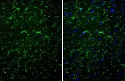 Anti-TMEM119 antibody [HL2415] used in IHC (Paraffin sections) (IHC-P). GTX638642