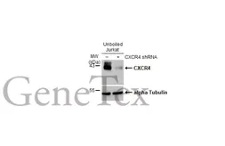 Anti-CXCR4 antibody [HL2424] used in Western Blot (WB). GTX638646