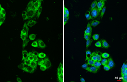 Anti-Transferrin antibody [HL2431] used in Immunocytochemistry/ Immunofluorescence (ICC/IF). GTX638747