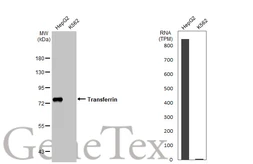 Anti-Transferrin antibody [HL2431] used in Western Blot (WB). GTX638747