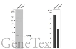 Anti-GPX8 antibody [HL2439] used in Western Blot (WB). GTX638755