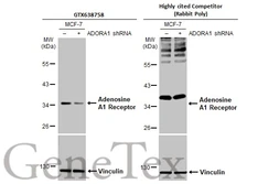 Anti-Adenosine A1 Receptor antibody [HL2442] used in Western Blot (WB). GTX638758