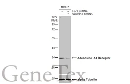 Anti-Adenosine A1 Receptor antibody [HL2442] used in Western Blot (WB). GTX638758