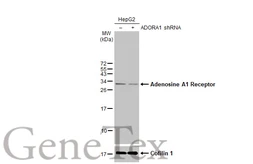 Anti-Adenosine A1 Receptor antibody [HL2442] used in Western Blot (WB). GTX638758