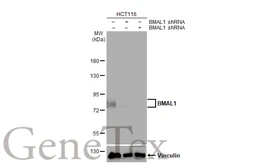Anti-BMAL1 antibody [HL2456] used in Western Blot (WB). GTX638774