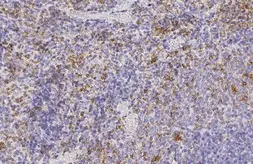 Anti-Hemoglobin epsilon antibody [HL2458] used in IHC (Paraffin sections) (IHC-P). GTX638776