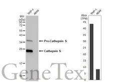 Anti-Cathepsin S antibody [HL2462] used in Western Blot (WB). GTX638780