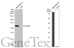 Anti-IFIT3 antibody [HL2468] used in Western Blot (WB). GTX638817