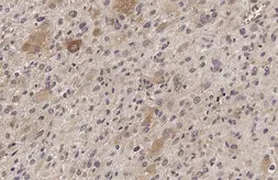 Anti-IFIT3 antibody [HL2468] used in IHC (Paraffin sections) (IHC-P). GTX638817